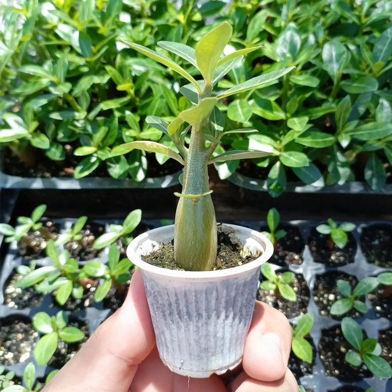 沙漠玫瑰办公室好养花卉植物特价