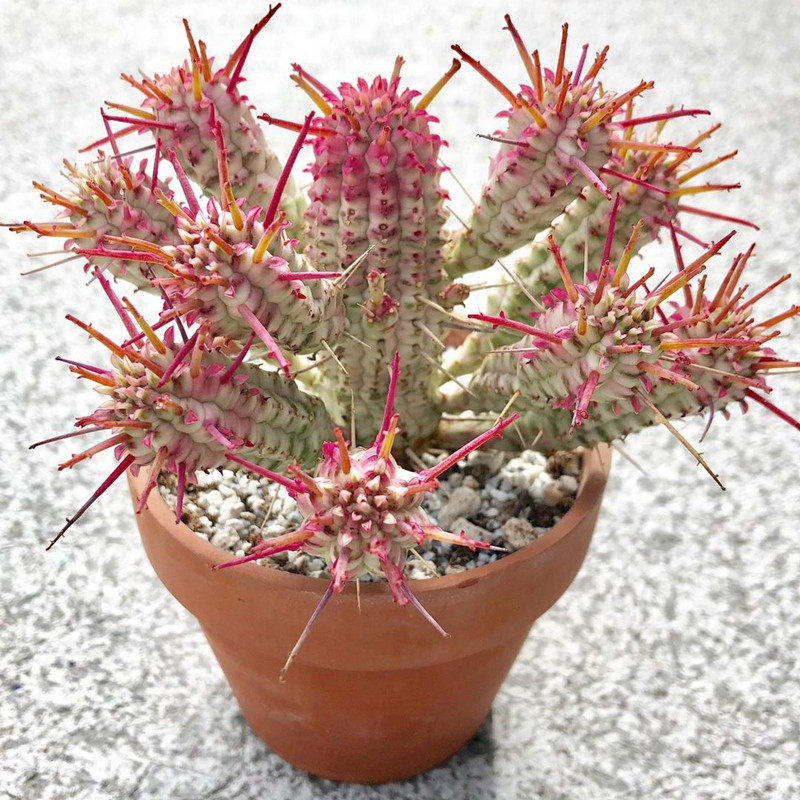 白桦麒麟多肉植物 大戟科实生小盆栽 创意仙人柱好养防辐射特价