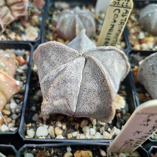 五角鸾凤玉实生仙人球 四角琉璃核桃三角 多肉种植小盆栽