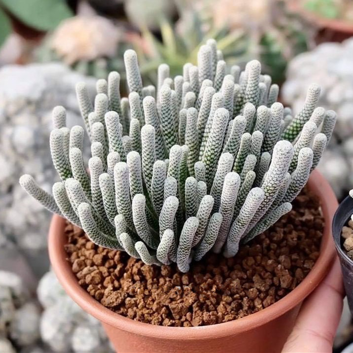 迷你牧师仙人柱多肉植物仙人掌盆栽室内仙人球小人柱多头奇趣稀有