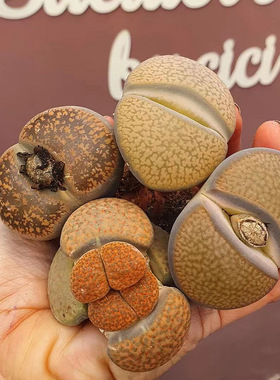 超大母本生石花Lithops PP花石头花卉盆栽室内桌面小植物多肉稀有