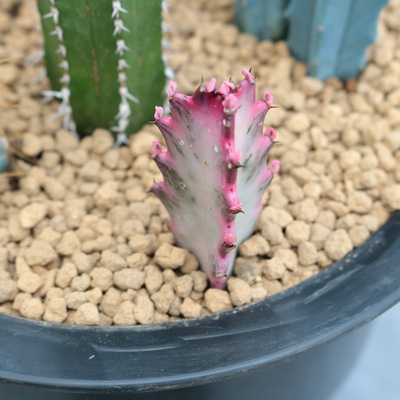 彩麒麟大戟科自然红锦美观盆栽