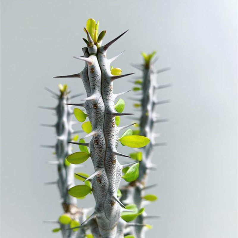 亚龙木单头 冷门多肉植物沙生盆栽 魔针好养仙人柱创意装饰绿植