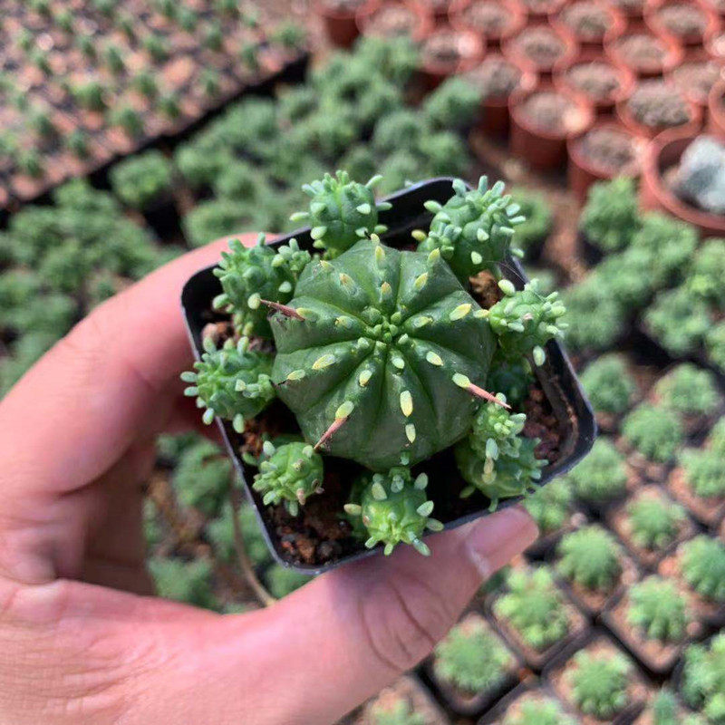 火麒麟仙人球 群生大戟科红彩阁多肉植物小盆栽 好养绿植实生花卉