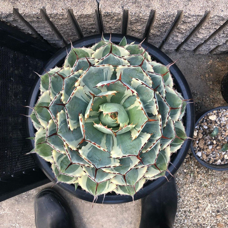 吉祥冠锦 龙舌兰科沙生沙漠绿化植物仙人掌 多肉盆栽