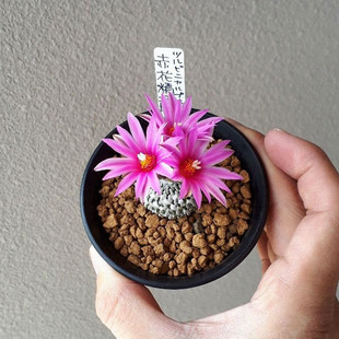 粉花精巧殿仙人球实生自根萝卜根开花仙人掌类多肉植物小盆栽趴刺