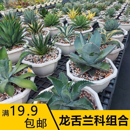 龙舌兰组合多肉植物装饰吸甲醛