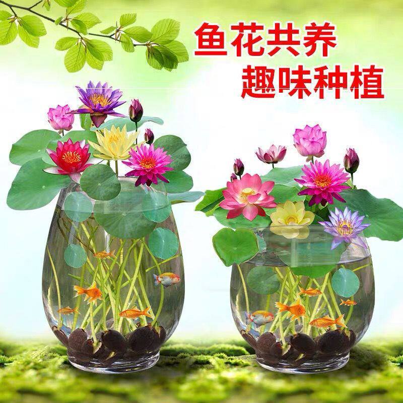 四季播种荷花种子已开口水培植物睡莲荷花种子室内盆栽绿植花卉