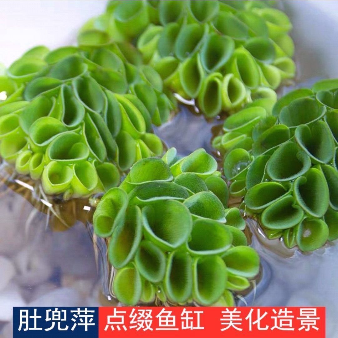 肚兜浮萍 浮性水草 水培 鱼缸造景 微景活体植物水草活体水浮莲植