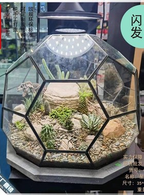 微景观雨林玻璃罩几何花房装饰y摆件办公室造景生态瓶星球形花器