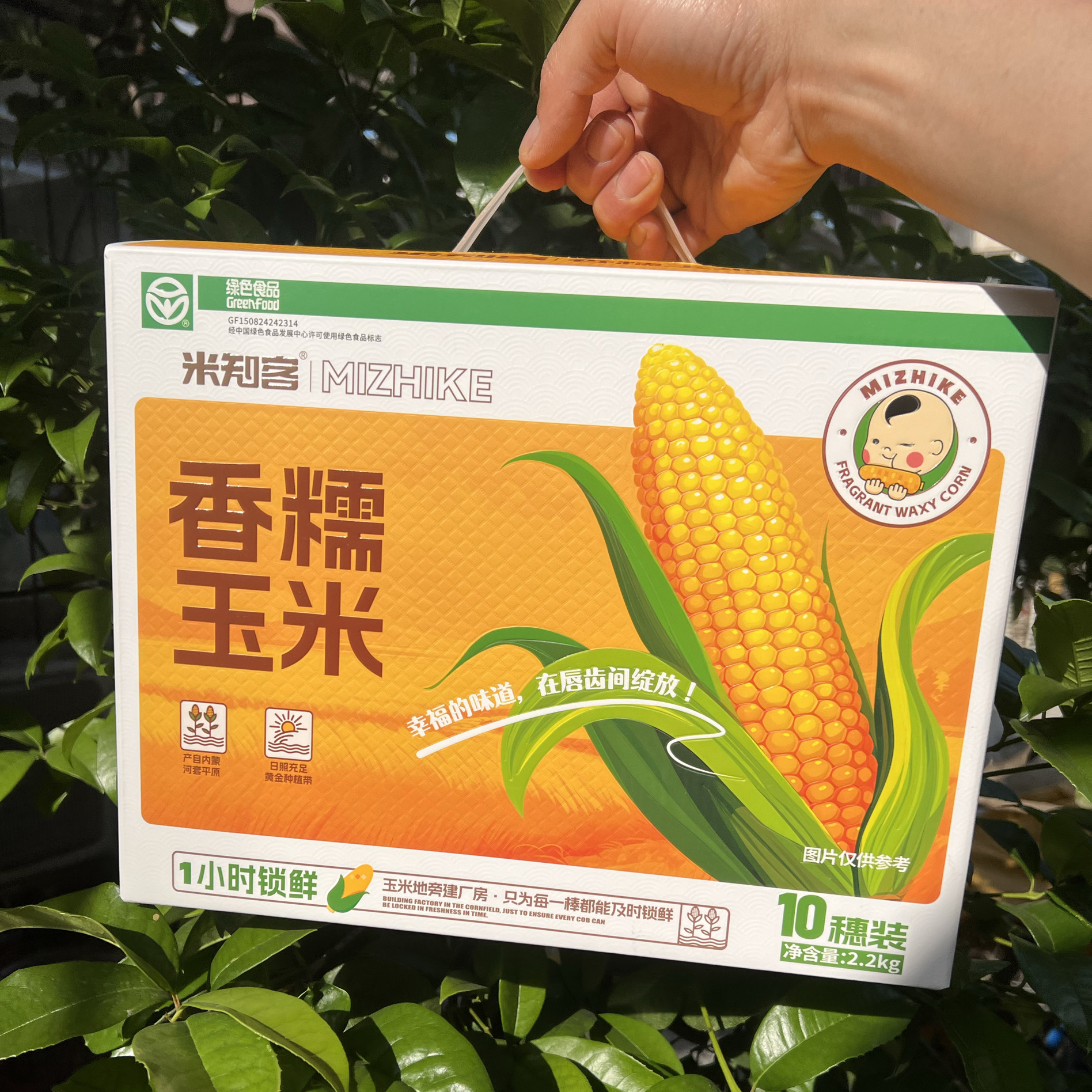 新品上市米知客内蒙古新季黄糯玉米东北新鲜甜糯玉米即食粗粮箱装
