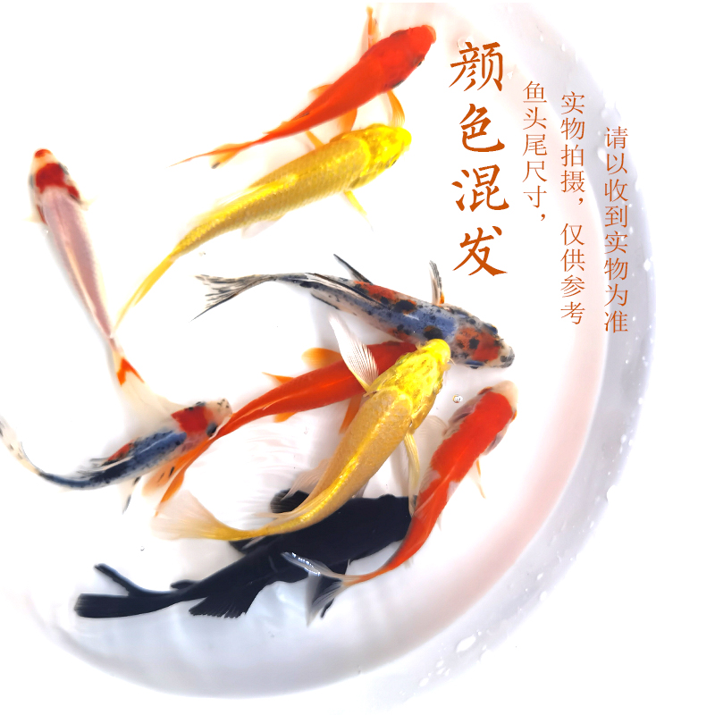 无需加温鱼小型鱼冷水鱼锦鲤鱼红草鱼金鱼锦鲫鱼淡水鱼饲料鱼活体