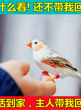 珍珠白色珍珠灰色和珍珠驼色可繁殖可爱鸟粘人鸟可锻炼手养观赏鸟