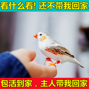 珍珠白色珍珠灰色和珍珠驼色可繁殖可爱鸟粘人鸟可锻炼手养观赏鸟