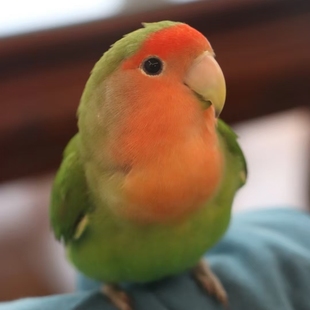 牡丹鹦鹉亲人易手养黄桃绿桃脸鹦鹉小型鸟粘人可爱宠物鸟可繁殖