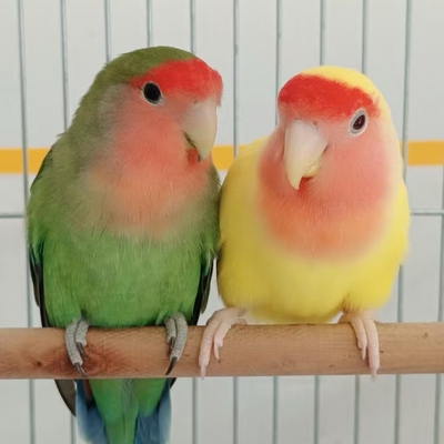 鹦鹉牡丹观赏鸟可繁殖易上手