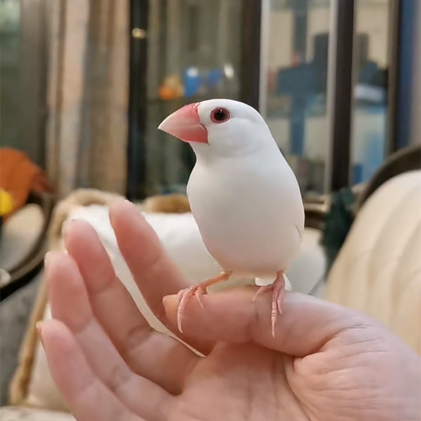 白文鸟灰文鸟珍珠鸟宠物鸟