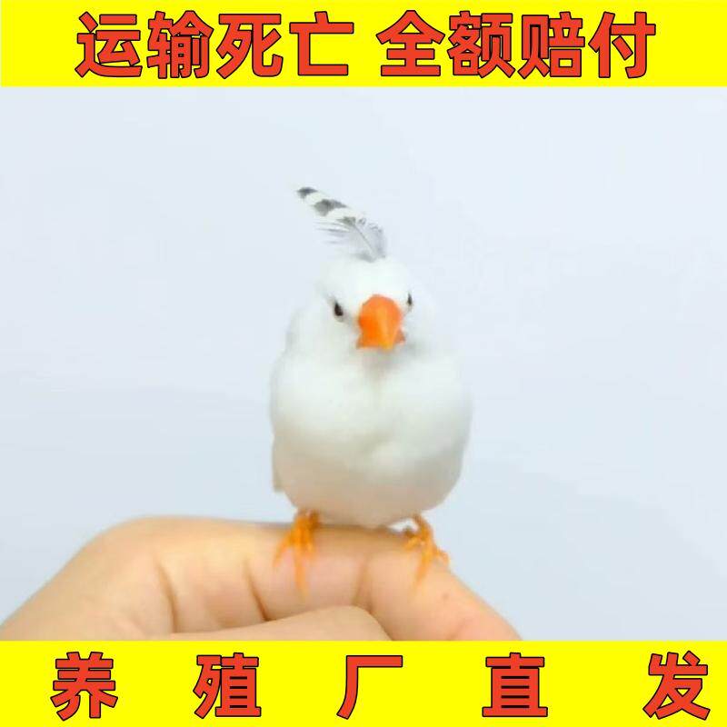 珍珠白色灰色和珍珠驼色包鸟