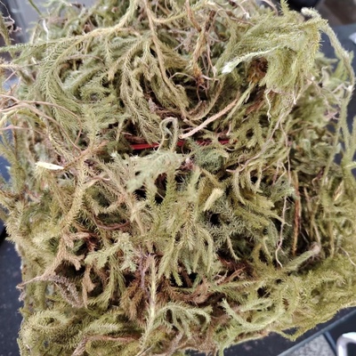 现采伸筋草 小伸筋草 舒筋草新鲜通筋草包邮