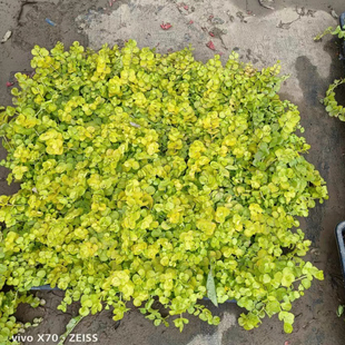 金叶过路黄耐寒热地被植物宿根盆栽过路黄苗地栽庭院花镜造景铺面