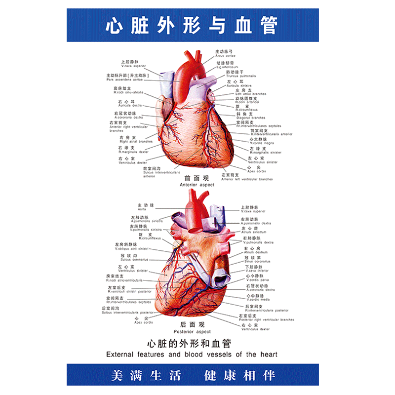 医院人体解剖心脏外形与血管广告挂图人j体骨骼示意图装饰宣传挂