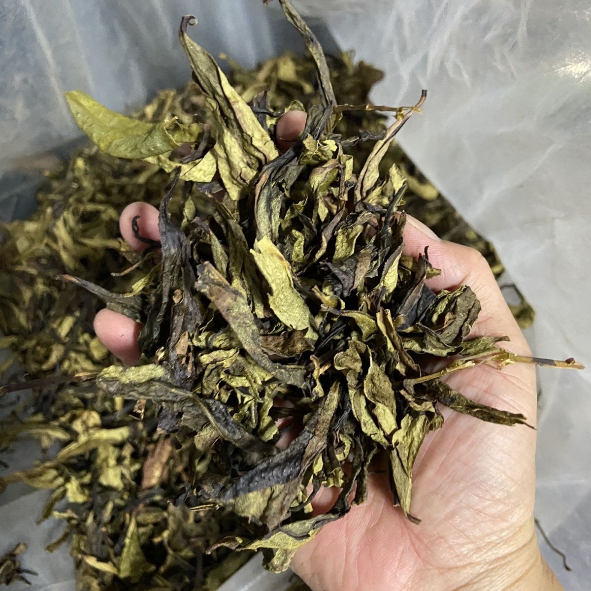 惠来土山茶高山茶 清香型 潮汕台湾高山茶