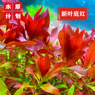 新叶底红草缸造景中后景水草自养水下叶淡水 宫廷丁香无需CO2淡水