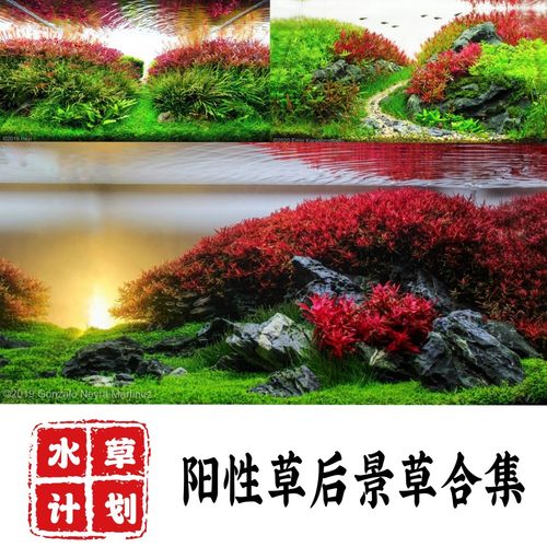 后景草合集荷兰水下叶套餐
