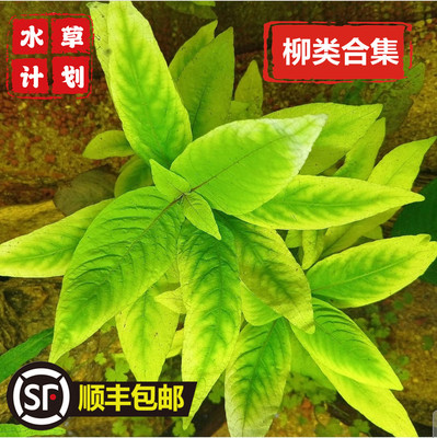 大柳中鱼缸造景水草好养适合新手