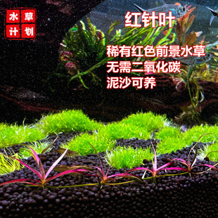 南美红针叶宽细皇冠稀有水草前中景红色草缸鱼缸造景迷你椒草趴地