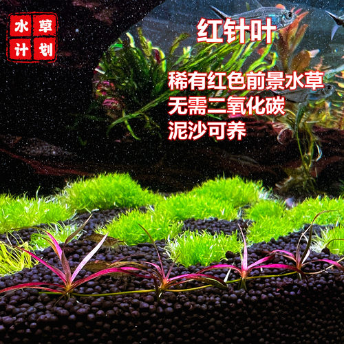 红针叶皇冠稀有前景红色水草