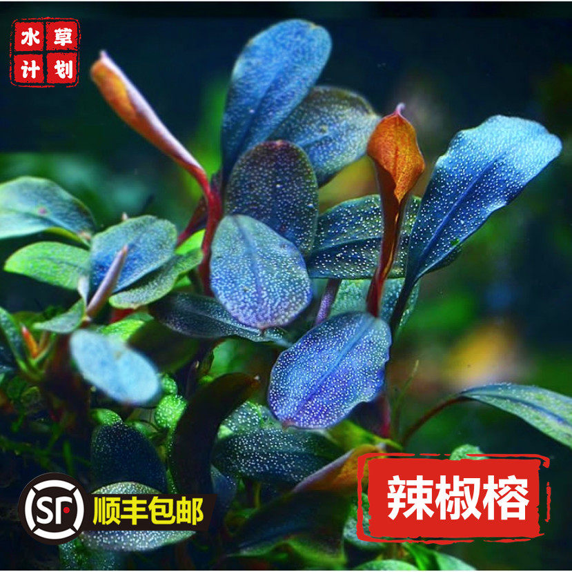 幽灵辣椒榕水下叶中高端稀有野株草缸沉木造景鱼缸植物布朗尼丛落