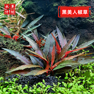 黑美人椒草稀有椒草老虎咖啡温蒂椒草水下叶阴性水草草缸造景淡水