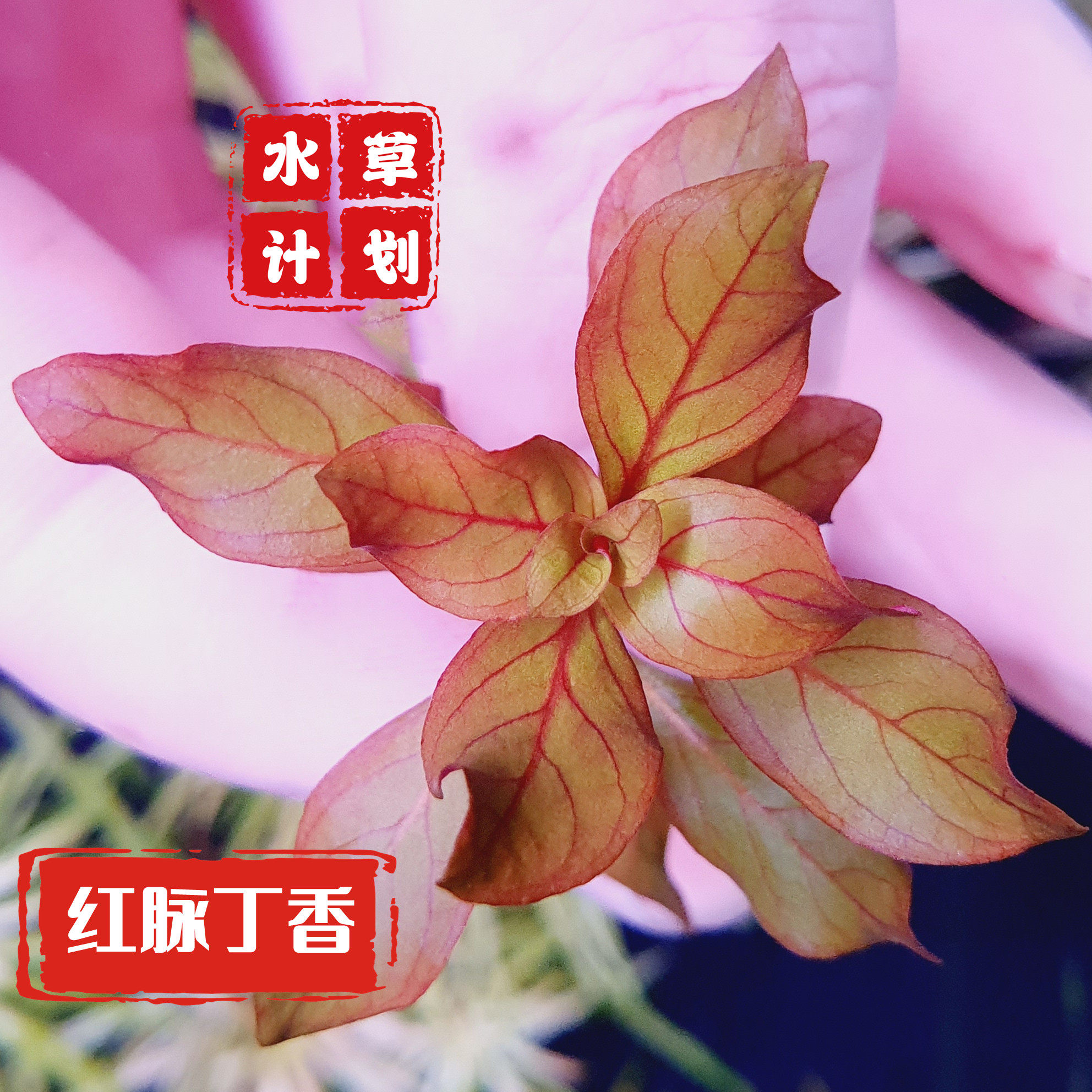 红脉丁香自养水下叶红色系有茎中景水草淡水红草懒人新手水草