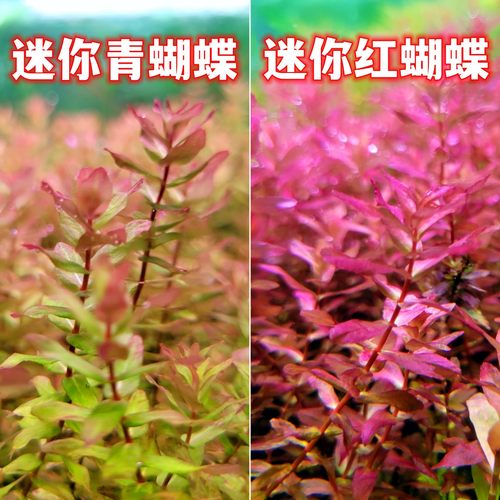 迷你青蝴蝶迷你红蝴蝶中后景