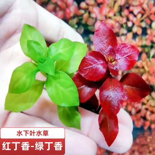 绿丁香水草无需二氧化碳懒人易养