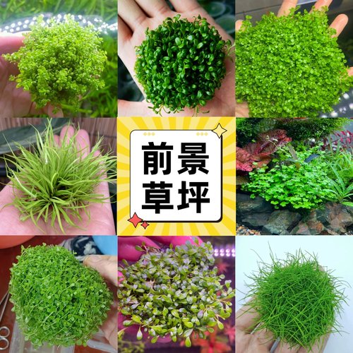 前景草合集鱼缸活体珍珠迷你
