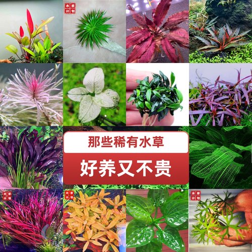 草缸造景稀有高端水草水下叶水草