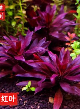 大红叶水草前中景草缸造景自养水下叶阳性粘沉木红色水草淡水易养