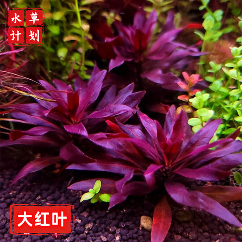 中景草丹麦红玫瑰大红水草