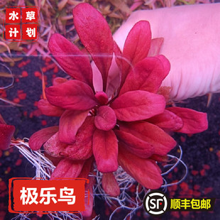 极乐鸟水草稀有前中景水下叶鱼缸草缸造景植物水下叶阴性红色淡水