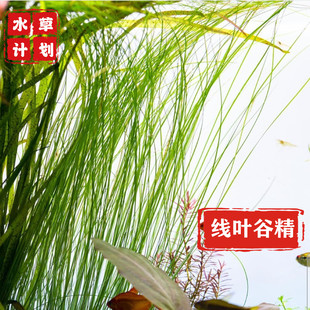 ADA线叶古精细叶水草非洲线叶中后景鱼缸水族箱水草淡水草缸造景