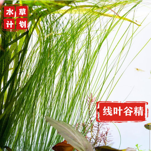 细叶水兰绿色飘逸水草ADA草稀有