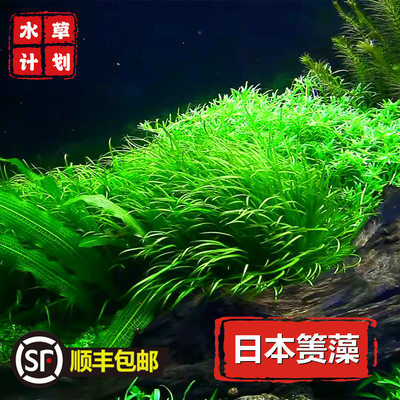日本箦藻水草水下叶有茎草阳性草荷兰景草缸造景草鱼缸水草小泽藻