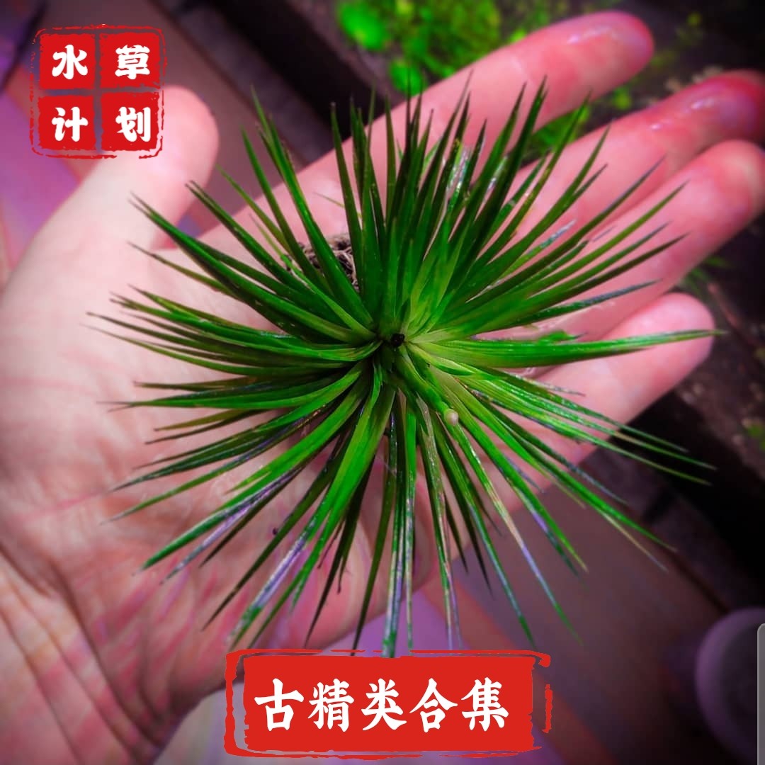 迷你谷精茨城谷精国王谷精宽叶古精鱼缸造景ada水草稀有水草淡水