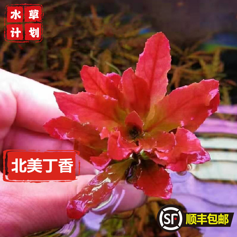 北美香草缸造景前中景水下叶