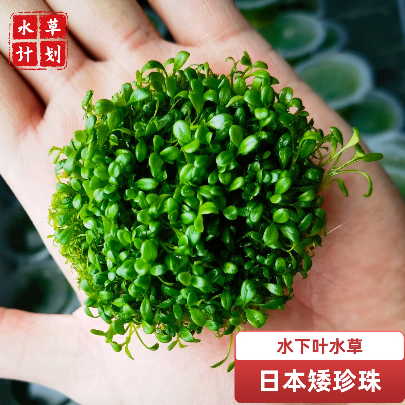 日本矮珍珠鱼缸造景活体水草懒人