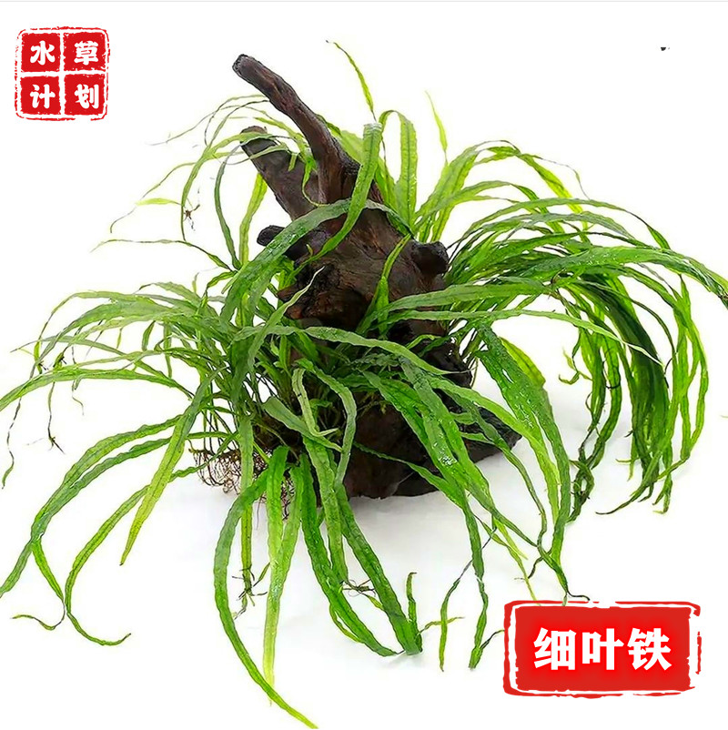 丹麦细叶铁叉叶皇冠草缸造景杜鹃枝沉木装饰阴性水下叶椒草鹿角细