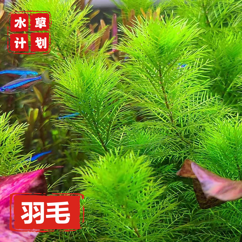雪花羽毛水下叶后景草