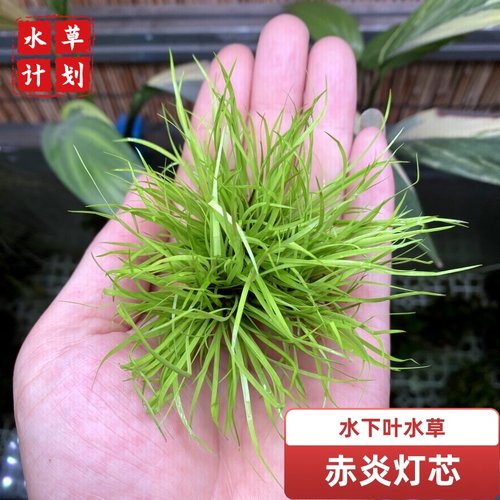 草缸前景中景水草阴性水草易养植